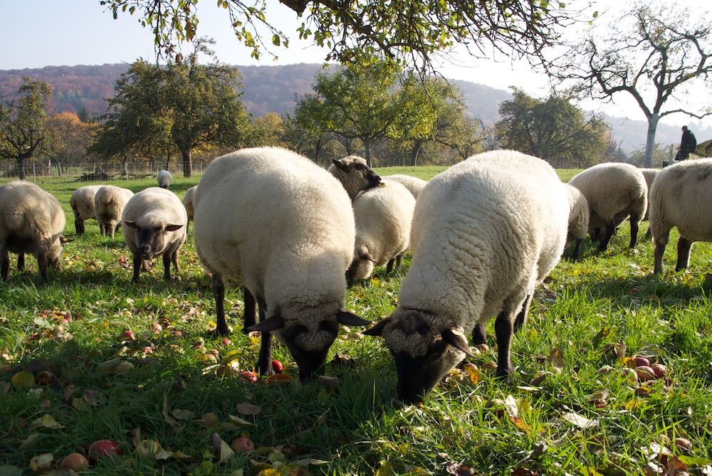 Bilder Herbst 2015