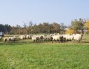 schafe im herbst2015