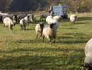 schafe im herbst2015