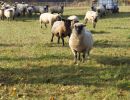 schafe im herbst2015