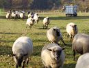 schafe im herbst2015