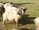 schafe im herbst2015