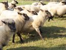 schafe im herbst2015