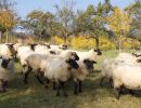 schafe im herbst2015
