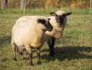 schafe im herbst2015