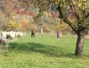 schafe im herbst2015