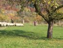 schafe im herbst2015