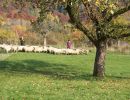 schafe im herbst2015