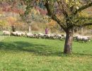 schafe im herbst2015