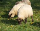 schafe im herbst2015