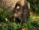 schafe im herbst2015