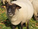 schafe im herbst2015