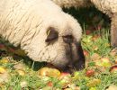 schafe im herbst2015