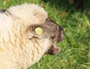 schafe im herbst2015