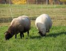 schafe im herbst2015
